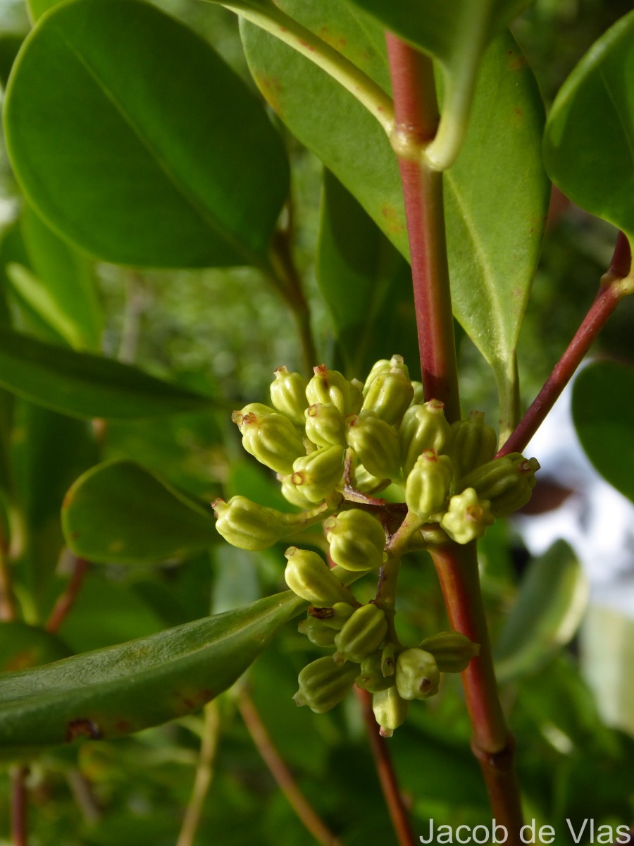 Scyphiphora hydrophylacea C.F.Gaertn.
